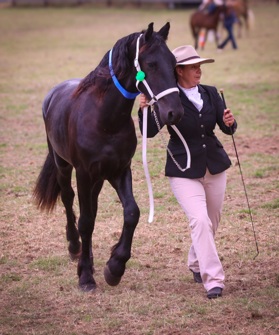 Ajani stepping out for his first solo show adventure at the Dungog Show — earning two Firsts and two Reserve Champion awards.