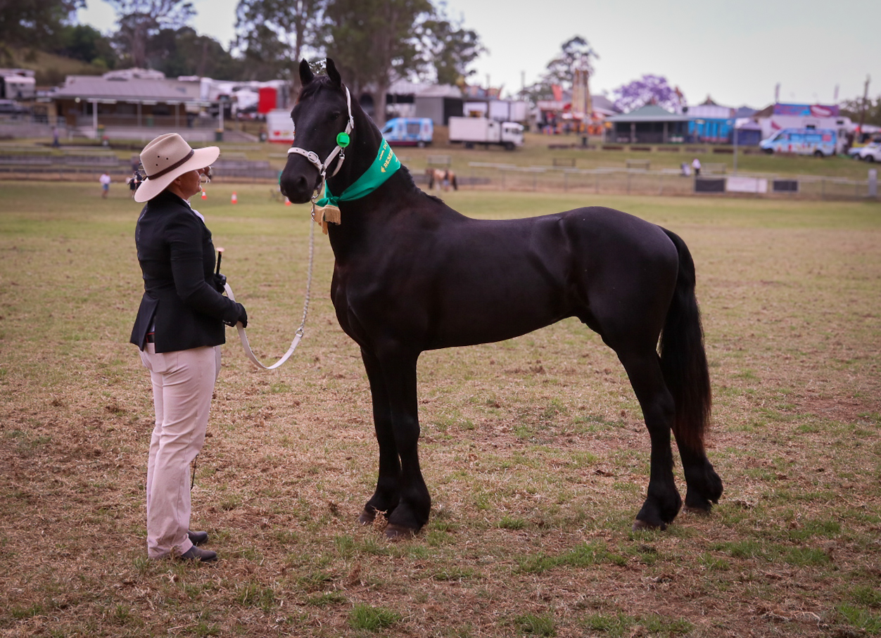Ajani of Roselee stepping out for his first solo show adventure at the Dungog Show — earning two Firsts and two Reserve Champion awards.