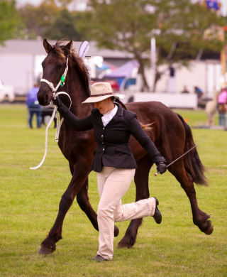 Ajax of Roselee