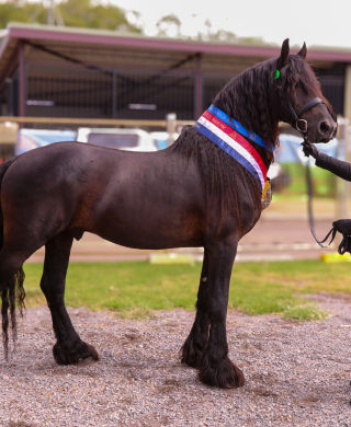 Renegade of Ebony Park