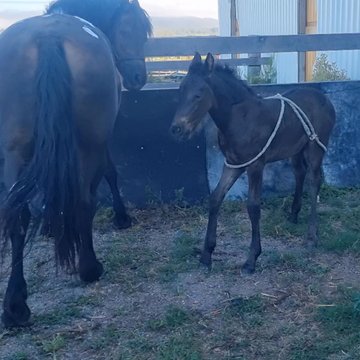 Rose & Iyana Update & Handling