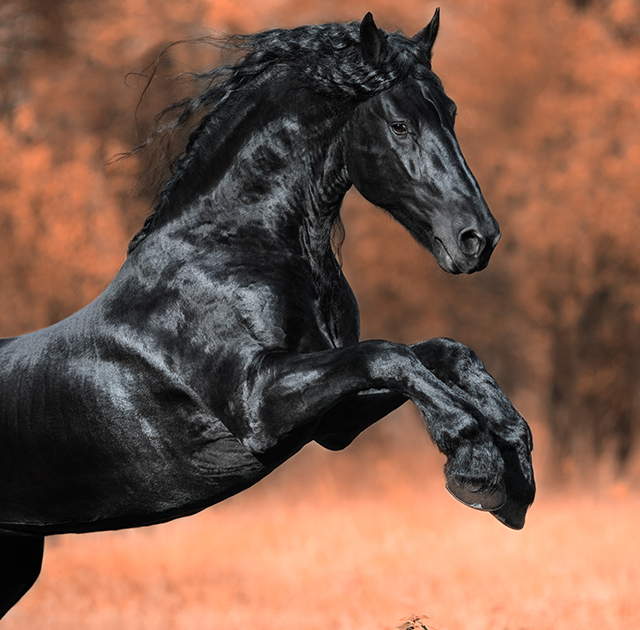 friesian horse rearing